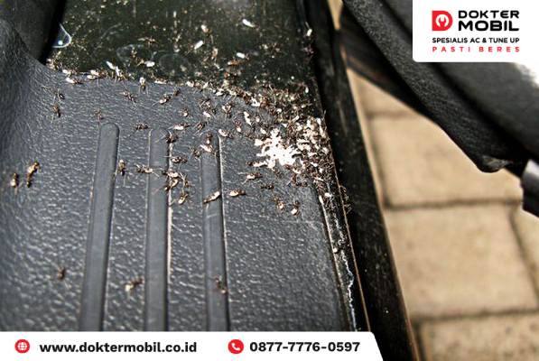 Evaporator AC Mobil Banyak Semut